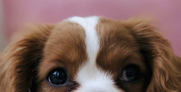 item-banner